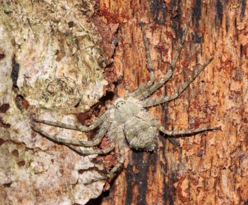 Philodromus margaritatus